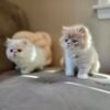 Tommy the handsome Persian