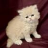 Maggie’s persian kittens